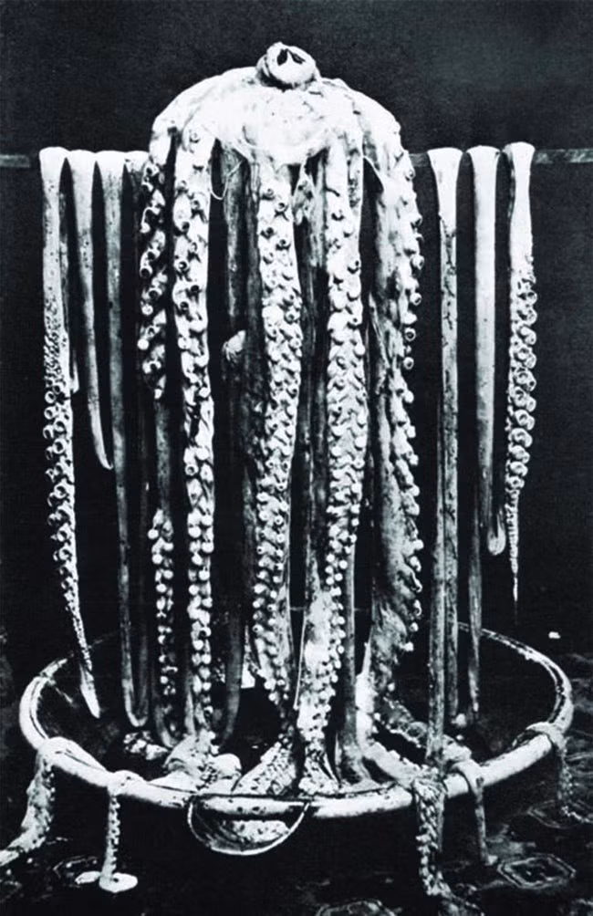 Bức ảnh đầu tiên trong lịch sử chụp một con mực khổng lồ năm 1873.