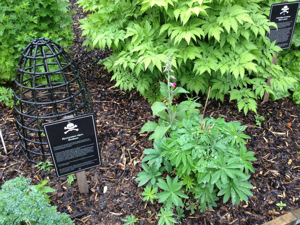 Chính vì vậy, Nữ công tước xứ Northumberland tạo ra khu vườn Độc dược có 1-0-2 trên thế giới nằm trong vườn Alnwick.