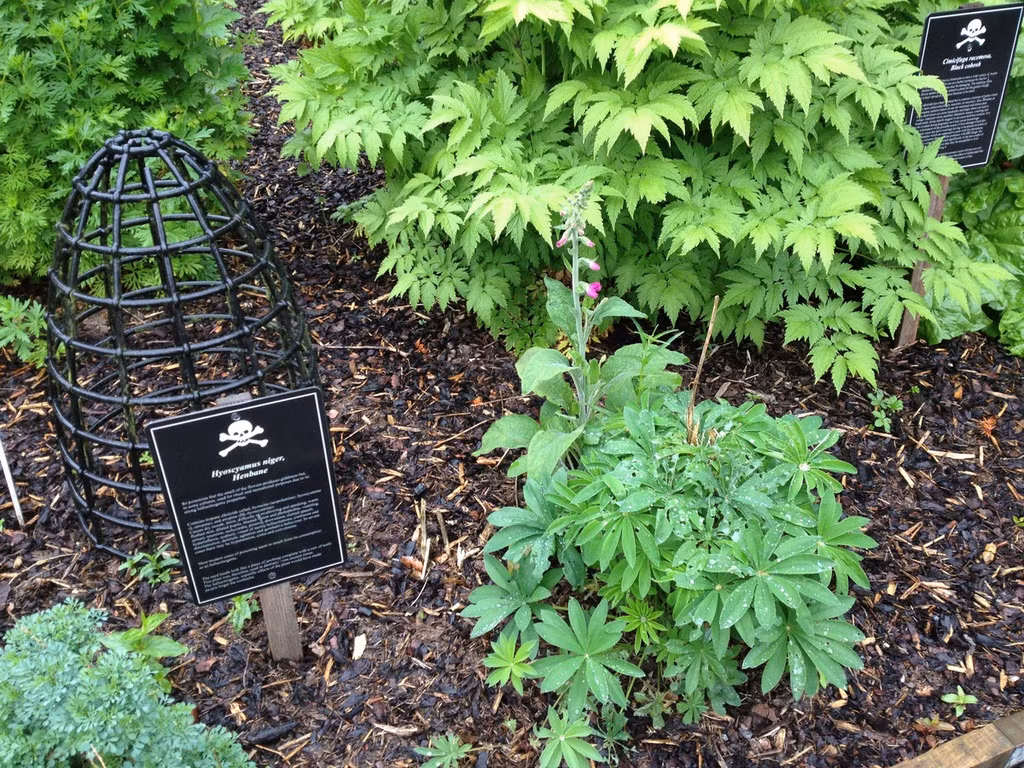 Chính vì vậy, Nữ công tước xứ Northumberland tạo ra khu vườn Độc dược có 1-0-2 trên thế giới nằm trong vườn Alnwick.