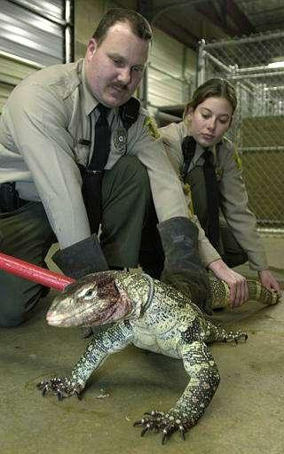 Con thằn lằn khổng lồ của Ronald Huff.