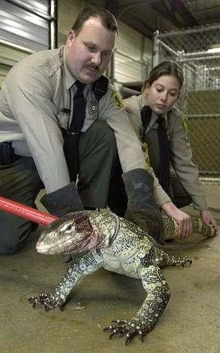 Con thằn lằn khổng lồ của Ronald Huff.