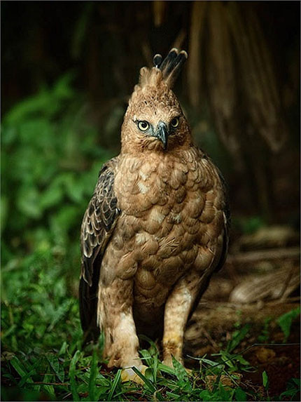 Cặp chân hùng dũng, chỏm lông trên đầu trông rất oai vệ... là những đặc trưng rất riêng của loài chim có ở Việt Nam này. Con trưởng thành có màu nâu nhạt dưới bụng, cánh rất rộng và chiếc đuôi cong.