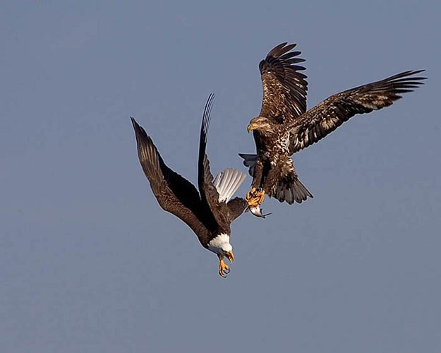 Loài diều núi cũng đẻ trứng, ấp con, nhưng điều khác biệt với các loài chim là nó chỉ đẻ một trứng.