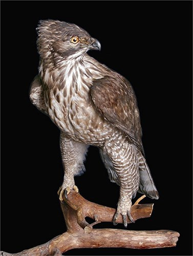 Môi trường sống của chúng thông thường là các dãy núi có độ cao 2500 mét hoặc hơn. Ở Việt Nam, núi cao như thế tương đối ít, nên diều núi cũng chấp nhận môi trường sống thấp hơn.