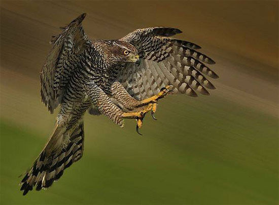 Loài chim săn mồi này có tên khoa học là Nisaetus nipalense, thuộc chi Spizaetus. Chúng có độ dài thân từ 70 đến 100 cm với sải cánh dài đến gần 2 m.