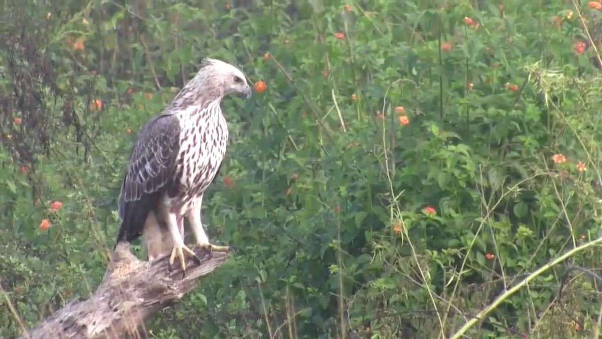 Diều núi ăn động vật có vú nhỏ, chim và nhiều loài bò sát. Chúng quắp cả con gà lên không trung, chộp cả chú rắn độc bay lên trời xanh.