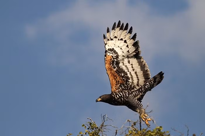 Loài chim này cũng có mặt ở nhiều nước Đông Nam Á, ở mỗi vùng chúng là có một chút khác biệt.