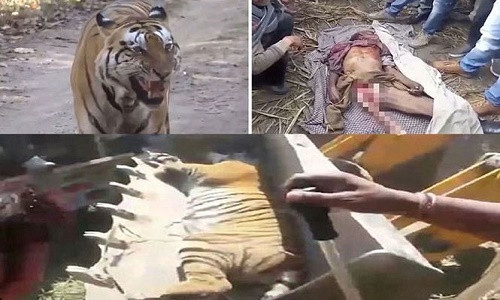 Xung đột giữa nông dân sống gần những khu bảo tồn động vật hoang dã ở Ấn Độ và loài hổ đang ngày càng căng thẳng khi hổ giết nhiều người vì đói, còn người giết hổ để trả thù