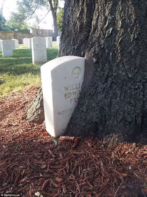 Bia mộ sẽ biến mất trong những năm tới, nếu cây tiếp tục phát triển.