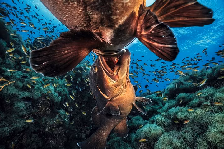 "Nụ hôn kiểu Pháp"- khoảnh khắc thoạt trông cực kỳ lãng mạn này thực ra được chụp trong đợt giao tranh ác liệt giữa 2 chú cá song.