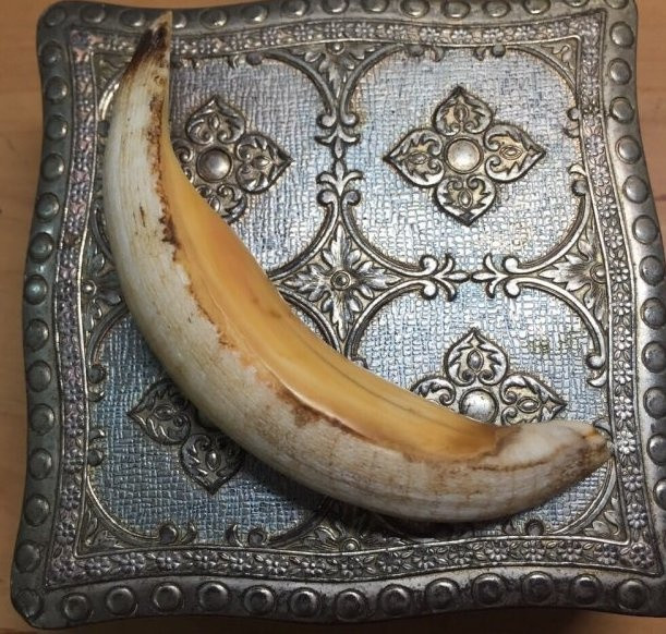 Chiếc nanh bò biển, vật duy nhất ông Hai giữ lại làm kỷ niệm