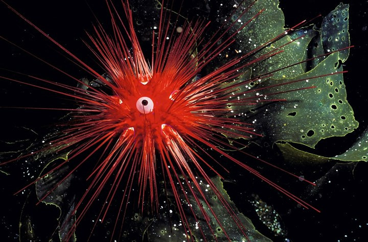 "Đôi mắt trong đêm" của loài nhím biển.