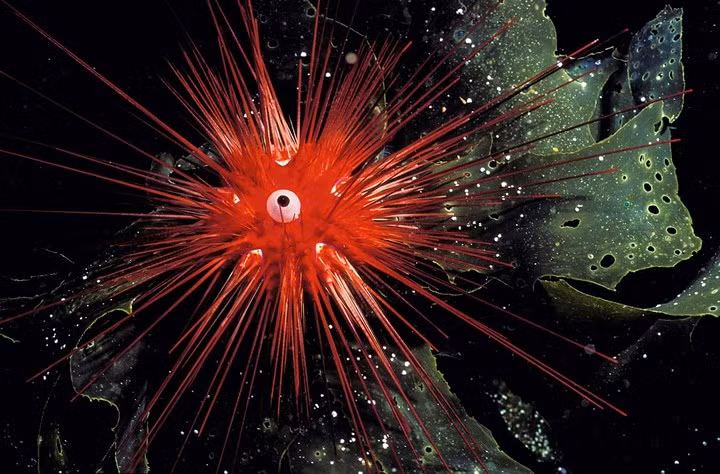 "Đôi mắt trong đêm" của loài nhím biển.