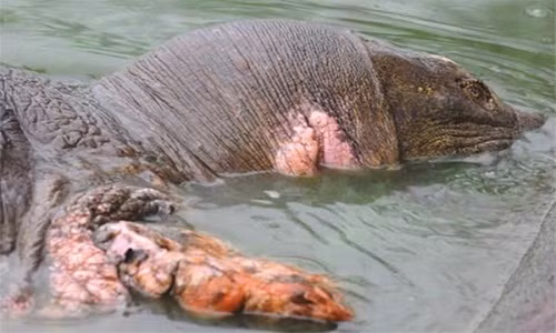 Tiet lo tu lieu it nguoi biet ve cu rua Ho Guom