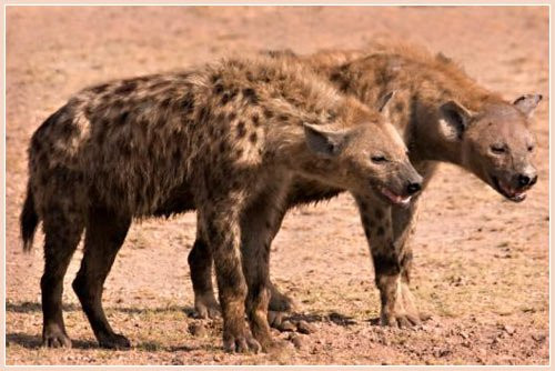 Theo nghiên cứu của các nhà khoa học, đàn linh cẩu từ 60-100 cá thể đều được dẫn dắt bởi những con cái.