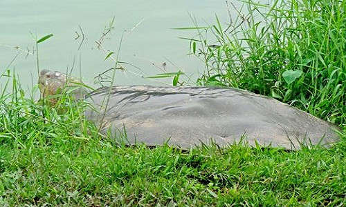 "Cụ rùa" Hồ Gươm (ảnh: PGS-TS Hà Đình Đức)