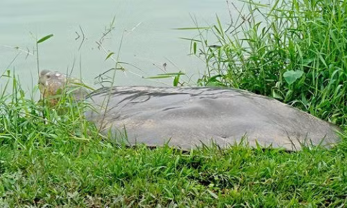 "Cụ rùa" Hồ Gươm (ảnh: PGS-TS Hà Đình Đức)