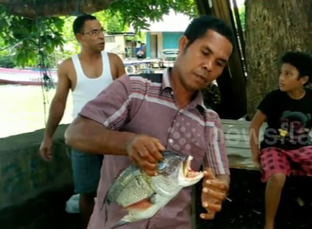 Hình dáng bên ngoài giống hệt loài cá bình thường chỉ kỳ lạ ở bộ răng.