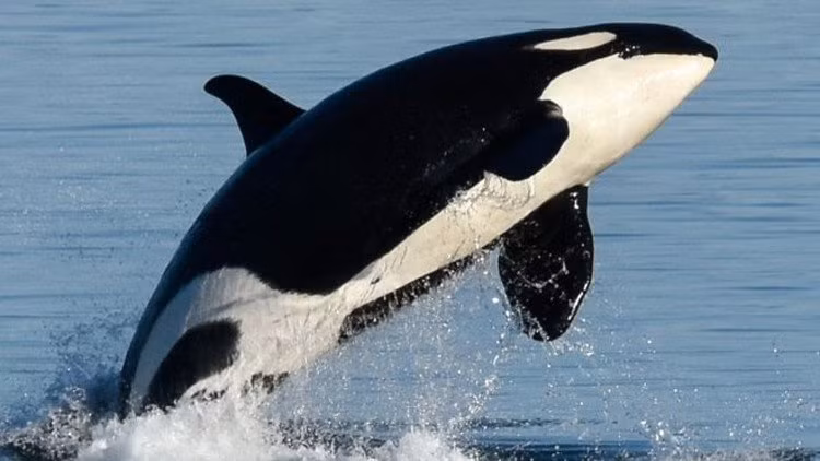 Để thực hiện vai trò của người đứng đầu, cá voi mẹ sẽ bơi lên phía trước, định vị phương hướng và nhờ vào kinh nghiệm dày dạn của mình để dẫn các con tìm đến nơi có nguồn thức ăn dồi dào.