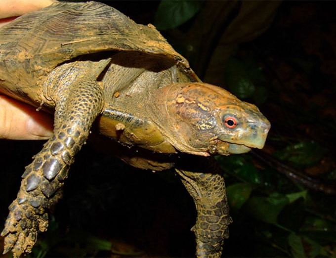 Rùa Sa nhân Cuora mouhotii, có màu nâu nhạt đến vàng nhạt, màu đen hoặc xám, mắt rùa đỏ. Yếm rùa màu vàng có vệt màu đen ở rìa xen lẫn với các vạch tối màu.