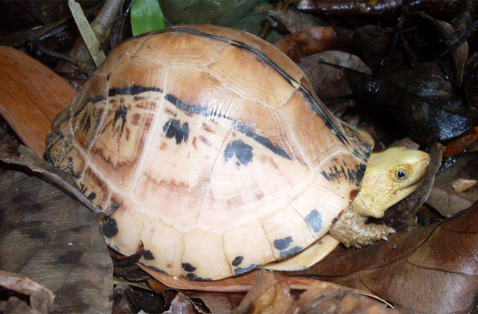 Rùa hộp trán vàng miền Nam Cuora picturata mới được tìm thấy tại khu rừng ở độ cao trung bình tại Phú Yên và Khánh Hòa. Chúng có mai ngắn, màu sắc đầu và đốm đen khác nhau giữa các cá thể cùng loài.