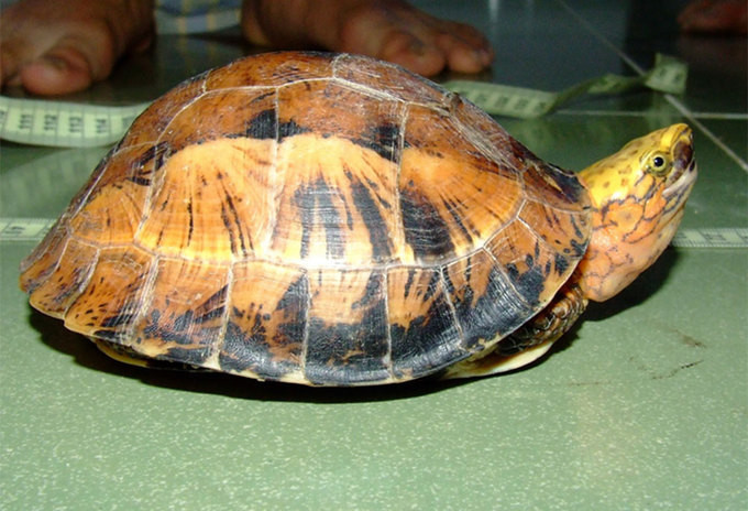 Rùa hộp trán vàng miền Trung Cuora bourreti, là loài đặc hữu của miền Trung Việt Nam, phân bố từ Khánh Hòa đến Thừa Thiên Huế.