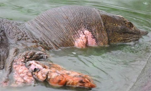 Rùa Hồ Gươm là một trong 5 loài rùa mai mềm của Việt Nam, với đặc điểm như mũi ngắn, không có nếp gấp tạo thành đáp sần ở phía cổ như ba ba gai hay nốt sần dọc rùa phía trước của mai như ba ba Nam Bộ.