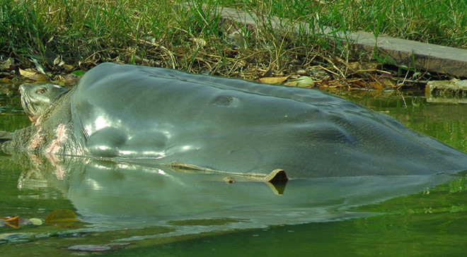 Rùa Hồ Gươm hay Cụ Rùa Hồ Gươm, rùa Hoàn Kiếm đã qua đời ngày 19/1/2016. Năm 2011, Quỹ bảo tồn rùa (TCF) xếp rùa Hoàn Kiếm là một trong 25 loài rùa bị đe dọa cao nhất thế giới. Tổ chức bảo tồn thiên nhiên quốc tế IUCN xếp loài này vào mức cực kỳ nguy cấp (CR) năm 2010.