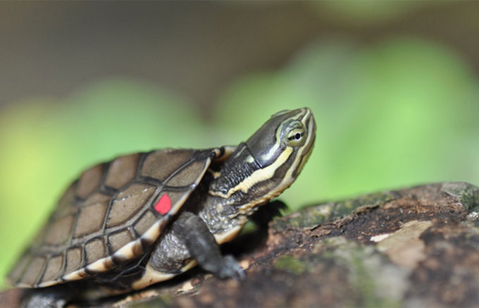 Ngoài rùa Hồ Gươm và các cá thể rùa giống rùa Hồ Gươm, Việt Nam còn nhiều loài rùa quý hiếm, nhưng cũng đang đối diện nguy cơ tuyệt chủng cao. Cụ thể, như rùa Trung Bộ (Mauremys annamensis) là loài đặc hữu, chỉ có ở Việt Nam, thường sống ở suối và đầm lầy. Con rùa Trung Bộ này được nuôi tại Trung tâm bảo tồn rùa, Vườn quốc gia Cúc Phương.