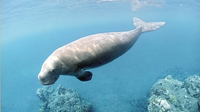 Một cá thể Dugong trưởng thành