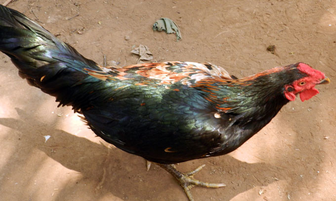 Con gà có hai màu lông rõ rệt