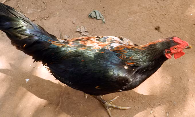 Con gà có hai màu lông rõ rệt