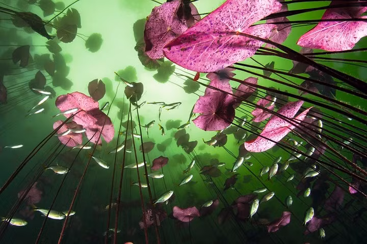 Khung cảnh đẹp như trong cổ tích nhìn từ dưới đáy một hồ nước.