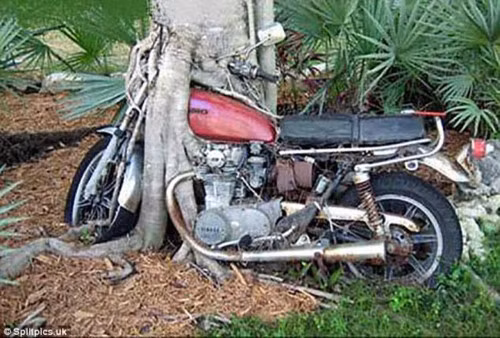 Chiếc xe mô tô bị mắc kẹt giữa đám rễ cây.