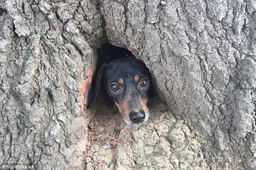Chú chó chui vào hốc cây và bị mắc kẹt tại đó.