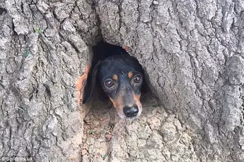 Chú chó chui vào hốc cây và bị mắc kẹt tại đó.
