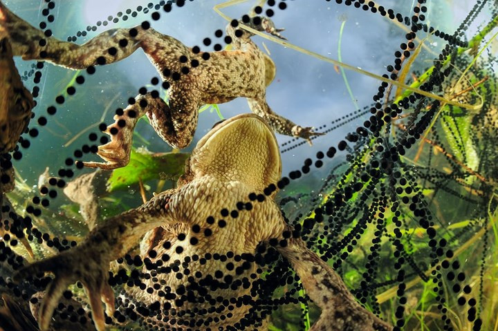 Trứng của những chú cóc sừng hoa này có màu đen óng và tạo thành chuỗi như những viên ngọc trai.