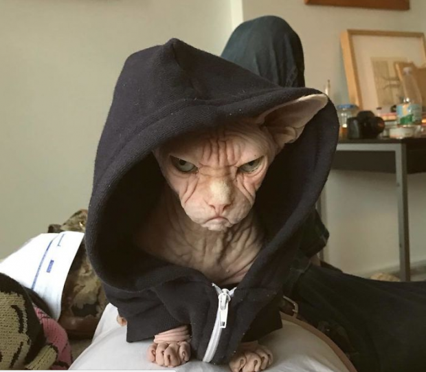 Nhắc đến mèo, người ta thường nghĩ đến một điều gì đó mềm mại, dễ thương và nhiều lông nhưng khi gặp Loki - con mèo xấu nhất hành tinh, một giống mèo Sphynx sẽ khiến bạn thay đổi suy nghĩ ngay lập tức. Loki có hình dáng khá khác biệt so với loài mèo thông thường, trông khá “xấu”.