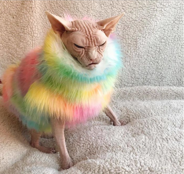 Loki được Sara và Brent đến từ Brooklyn, New York (Mỹ) nhận nuôi từ mùa Halloween năm 2014. Do bị dị ứng lông mèo, Brent rất vất vả để tìm kiếm cho mình một vật nuôi vừa ý. Ngay từ khi bắt gặp Loki, Brent vô cùng thích thú và coi nó là một thành viên trong gia đình. “Con mèo này tính cách khá “ngổ ngáo” so với loài mèo thông thường tuy nhiên nó rất quấn quýt chúng tôi và không thể tách rời”, Brent, chủ của Loki cho biết. Lúc nào Loki cũng cau có như một “ông già khó tính”.