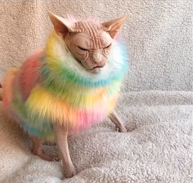 Loki được Sara và Brent đến từ Brooklyn, New York (Mỹ) nhận nuôi từ mùa Halloween năm 2014. Do bị dị ứng lông mèo, Brent rất vất vả để tìm kiếm cho mình một vật nuôi vừa ý. Ngay từ khi bắt gặp Loki, Brent vô cùng thích thú và coi nó là một thành viên trong gia đình. “Con mèo này tính cách khá “ngổ ngáo” so với loài mèo thông thường tuy nhiên nó rất quấn quýt chúng tôi và không thể tách rời”, Brent, chủ của Loki cho biết. Lúc nào Loki cũng cau có như một “ông già khó tính”.