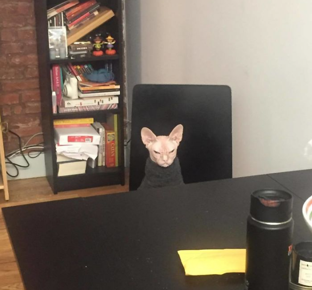 “Loki rất đáng yêu và ấm áp. ‘Thằng bé’ thích ngủ trên bụng chúng tôi và ăn thịt gà. Ngay sau khi nhận nuôi Loki, tôi đã lập riêng cho nó một trang Instagram. Thật bất ngờ khi trang Instagram thu được rất nhiều lượt theo dõi, có lẽ là do vẻ ngoài đặc biệt khi nào cũng cau có của Loki”, Brent cho hay.