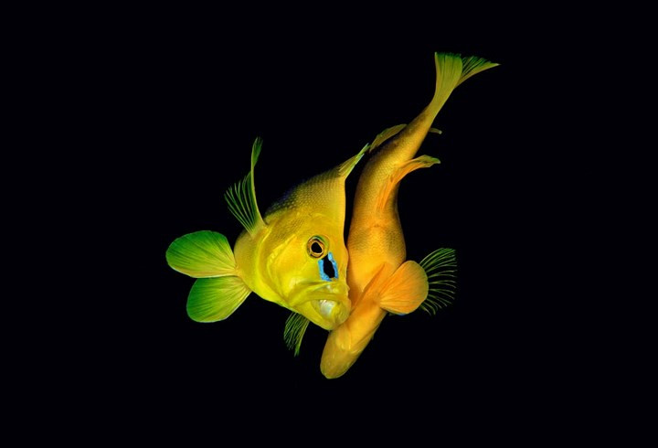 Một chú cá mú đực đang tìm cách ve vãn đối tượng trong mùa giao phối.