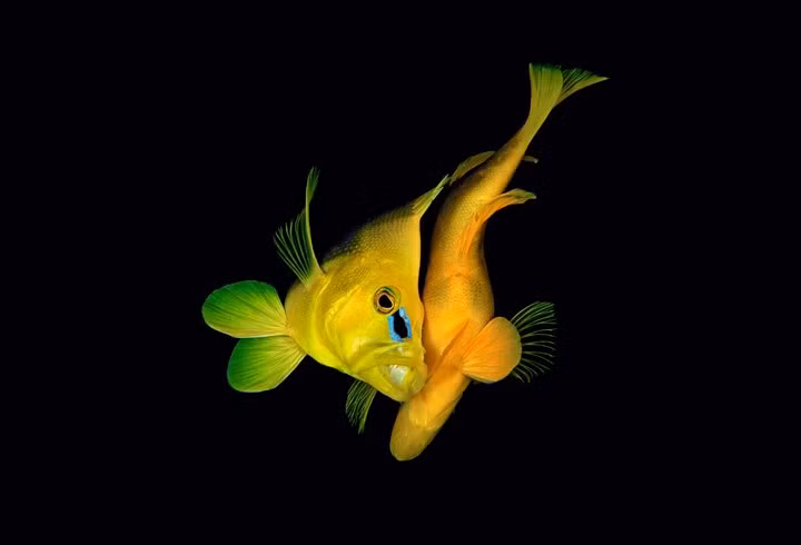 Một chú cá mú đực đang tìm cách ve vãn đối tượng trong mùa giao phối.