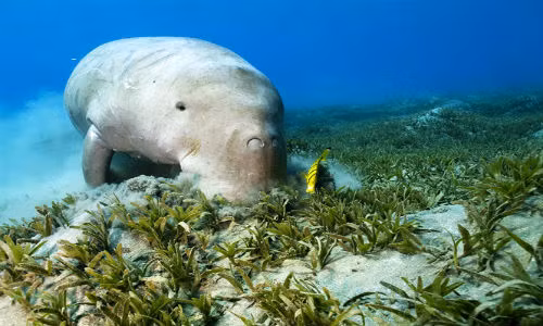 Hiện vùng biển Phú Quốc còn khoảng 80 cá thể “nàng tiên cá”, vùng biển Côn Đảo còn khoảng 10 cá thể