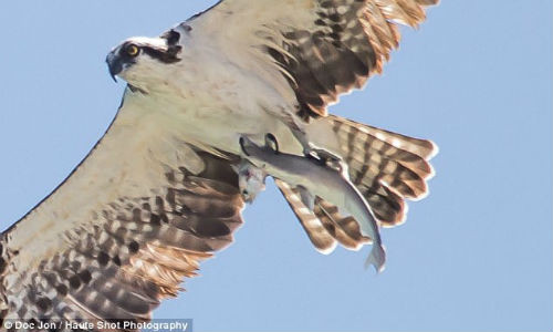 “Tu than” tu tren troi sa xuong, doat mang ca map ngoan muc