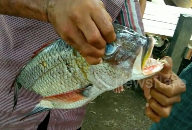 Con cá bị bắt ở Indonesia.