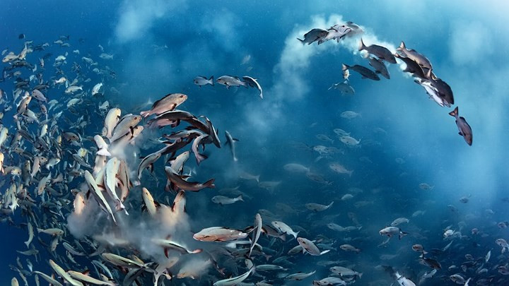 Vũ khúc giao hoan của những chú cá hanh trong mùa giao phối.