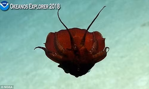 Hình thù kỳ lạ của loài mực ma cà rồng. Ảnh: NOAA