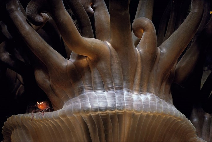 Một chú tôm biển khám phá "ngôi nhà mới" là một con hải quỳ có chiều dài tới gần 1m.