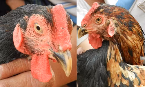 Một bên mặt gà lông đen, có tích thòng giống gà trống, bên mặt còn lại có lông vàng, tích xoăn giống gà mái